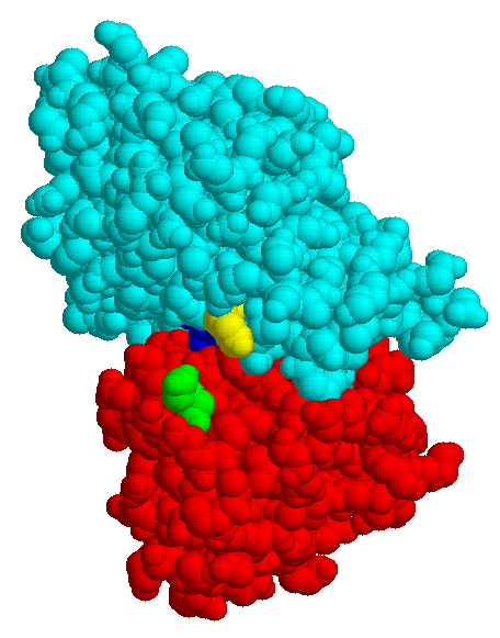 MBP/Maltose