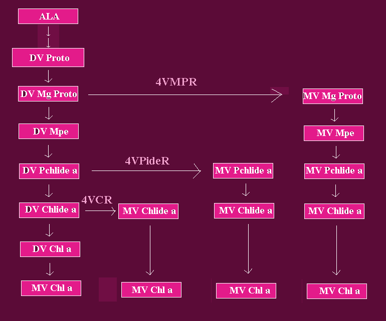 CARBXLC2.gif - 10.2 K