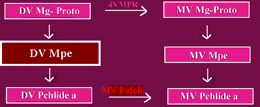 DVMPE2.gif - 16.3 K