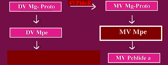 MVMPE2.gif - 16.9 K