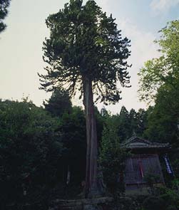 photograph