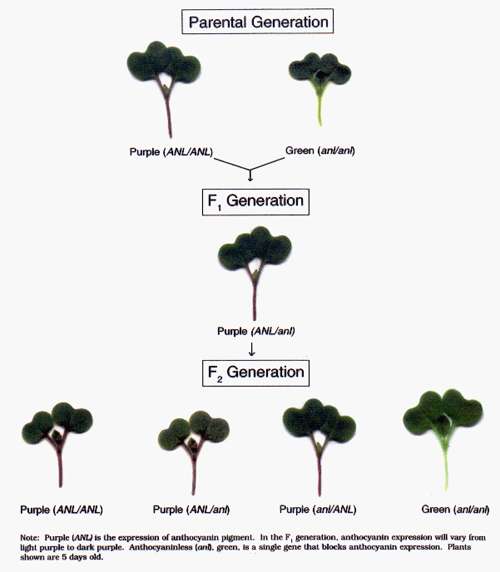 Monohybrid cross diagram