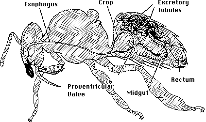 LON-CAPA Honeybee Biology