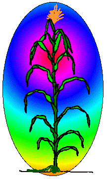 Image of maize plant