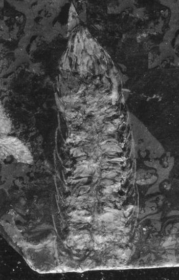 Cone with sporangia